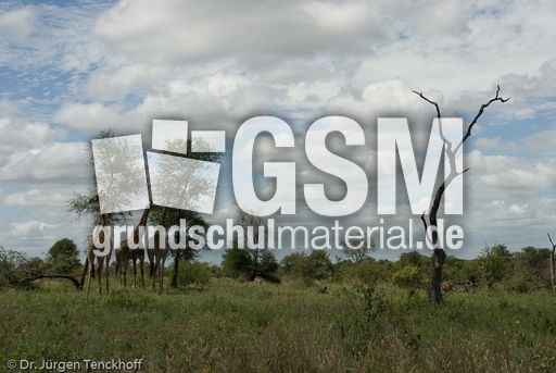 Giraffe (93 von 94).jpg